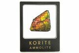 Iridescent Ammolite (Fossil Ammonite Shell) - Rainbow Colored #265156-1